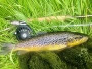 trout