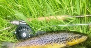 trout