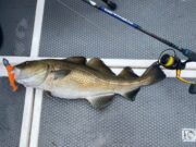 Reefs quiet, few small boats fishing Cork Harbour over long weekend Cod