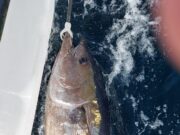 Donegal Charter Skippers kicking off Bluefin Season!