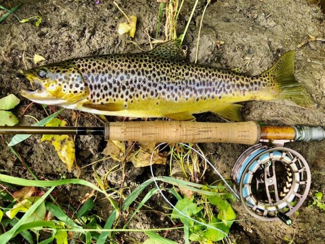 A fat river Nore trout