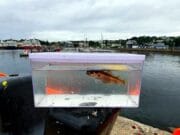 Killybegs Mariners think tank at town pier