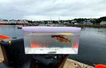 Killybegs Mariners think tank at town pier