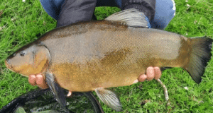 Tench over 8lb for Kyerin in Cavan