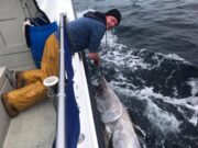 Bluefin tuna back off Cork’s coast bluefin tuna