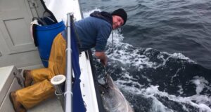 bluefin tuna
