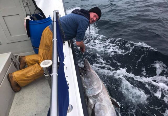 bluefin tuna