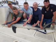 Shark!