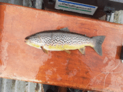 Fishing still slow on Loughs Conn & Cullin