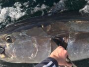 More bluefin tuna action from West Cork