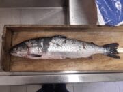 Farmed salmon encountered in wild salmon river a “serious cause for concern” in Connemara Farmed salmon encountered in the Dawros River
