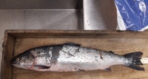 Farmed salmon encountered in the Dawros River