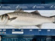 Third time the charm for specimen hunter in Waterford waters bass.