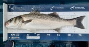 bass.