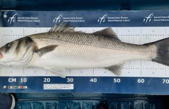 Third time the charm for specimen hunter in Waterford waters bass.