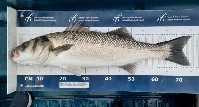 bass.