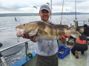 Big cod, sharks, and a lot more in Galway Bay