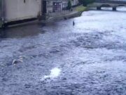 A week of two halves on the Moy