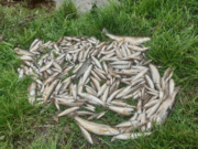Fish kill confirmed at Glore River in Kiltimagh, Co Mayo Dead fish from the River Glore in County Mayo