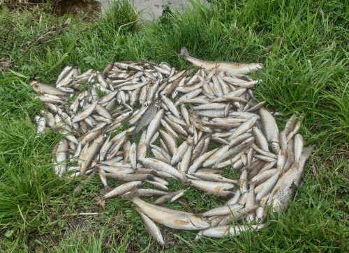 Dead fish from the River Glore in County Mayo
