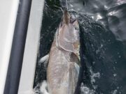 Tuna action continues in Donegal Bay