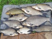 UK anglers start holiday with some lovey Bream and Tench Bream