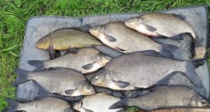 Bream