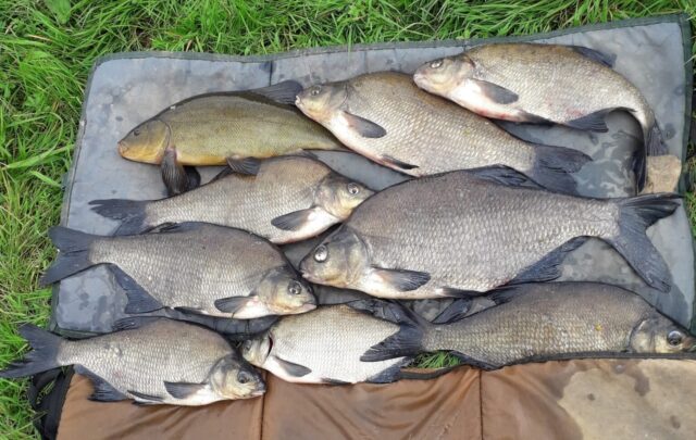 Bream