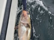 More bluefin tuna caught in the Northwest