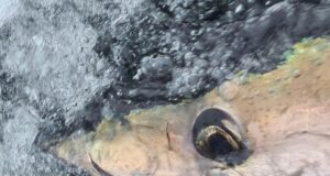 tuna