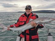 Late season Tope are biting well for Wicklow Boat Charters
