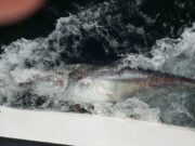 Bluefin season tipping along nicely in Donegal Bay