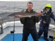 Tope aplenty in Galway Bay, and plenty more too