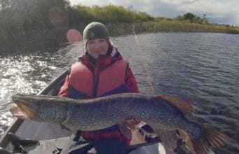 A good finish for the Belgium pike fly anglers’ holiday at Melview Fishing Lodge