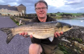 Amazing specimen mullet in West Cork