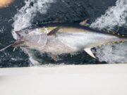 Tuna slow going but still ticking over in Donegal Bay