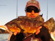 West Cork Wrasse as winter beckons ballan wrasse