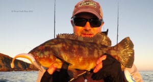 ballan wrasse