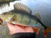 Ton up in three trips for Leinster Perch Angler