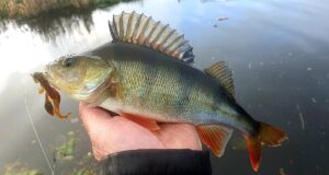 Ton up in three trips for Leinster Perch Angler