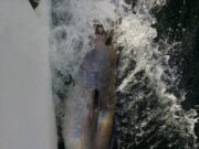 Some more tuna from Donegal Bay before the season closes