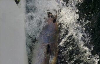 Some more tuna from Donegal Bay before the season closes
