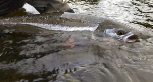 Wild Atlantic Salmon being released
