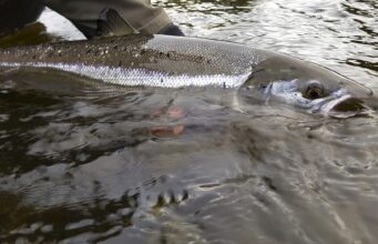 81 rivers open for salmon angling in 2022 Wild Atlantic Salmon being released