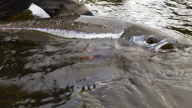 Wild Atlantic Salmon being released