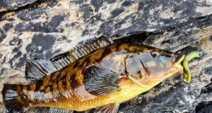 Good fishing from shore marks and wrasse on lures in Donegal