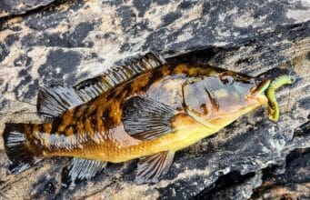 Good fishing from shore marks and wrasse on lures in Donegal