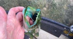 pike with a blue mouth
