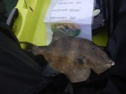 Last cast from the kayak for one of Cork’s finest (for now)