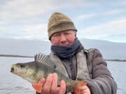 Mick Flanagan hammers into perch on L. Ennell with wine gums…